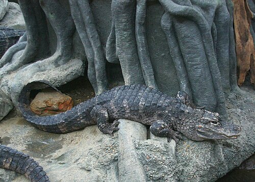 Alligator sinensis